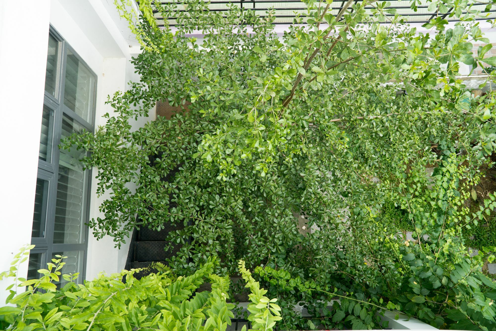 דה נאנג Kiu House - 3Br - Green & Artistic מראה חיצוני תמונה